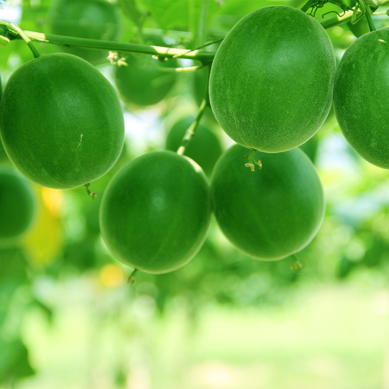 The benefits of monk fruit for health